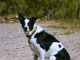 McNab Dog