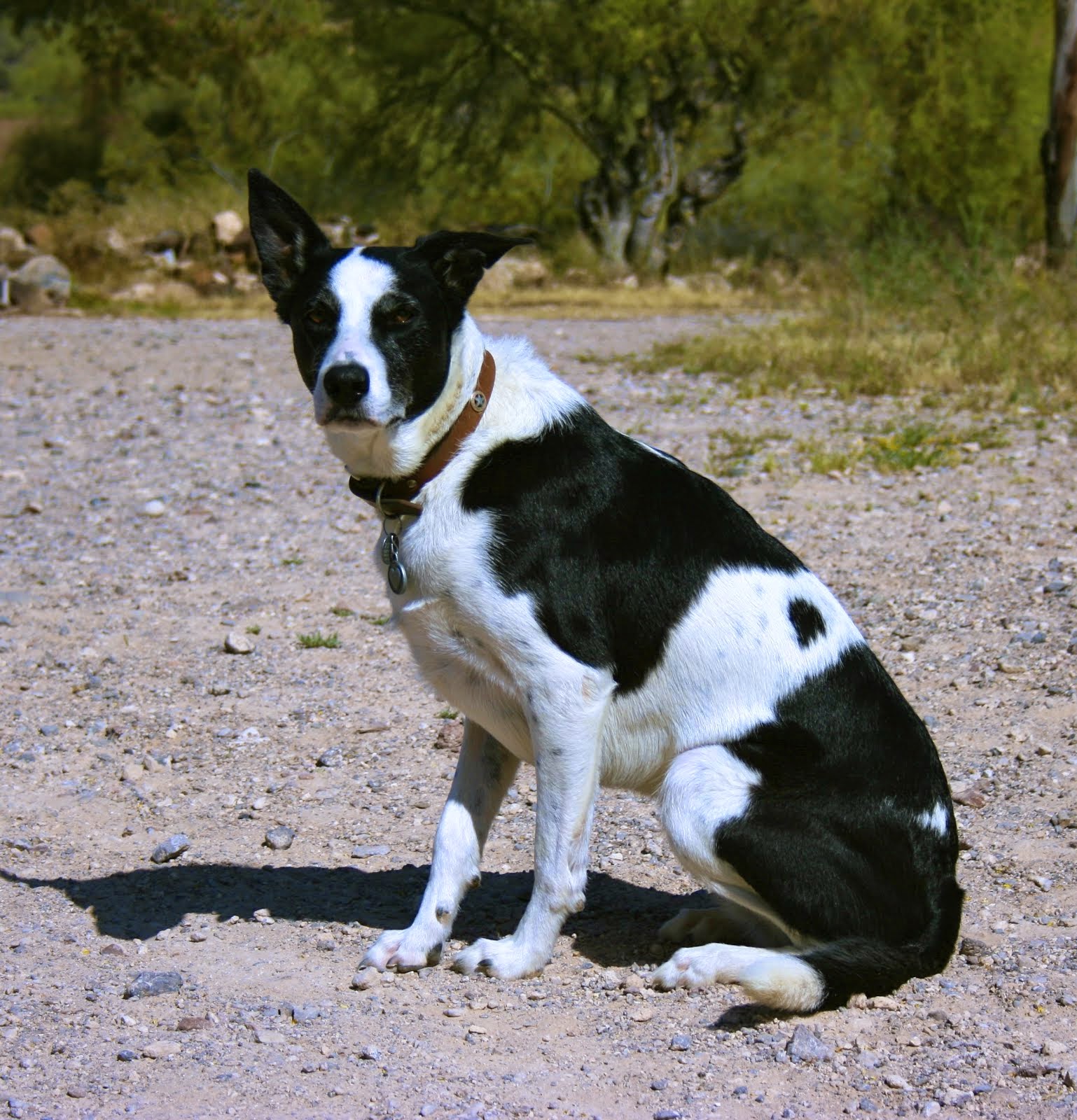 Mcnab Dog Puppies Rescue Pictures Information Temperament Characteristics Animals Breeds