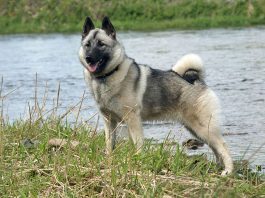 Norwegian Elkhound