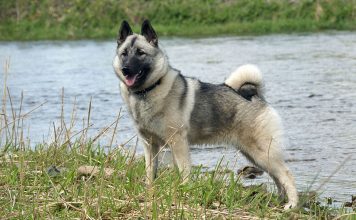 Norwegian Elkhound Norwegian Elkhound