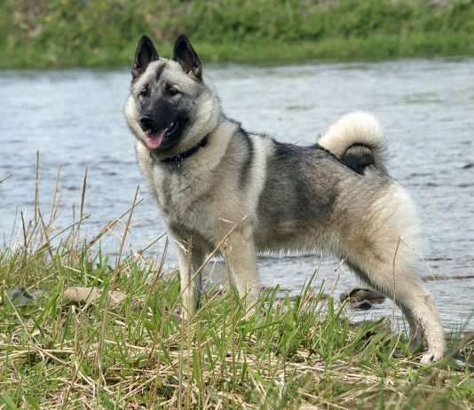 Norwegian Elkhound