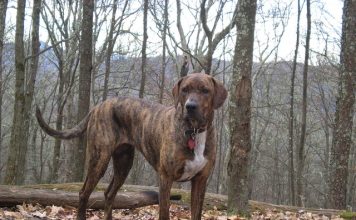 Plott Hound