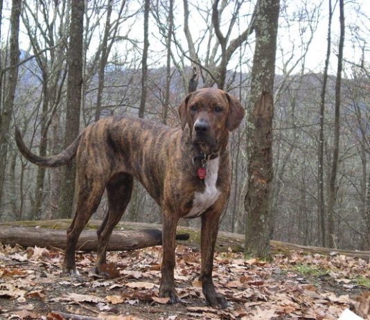 Plott Hound