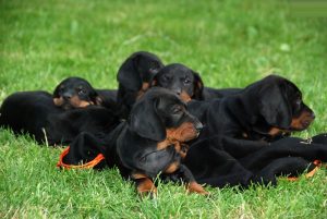 Polish Hunting Dog