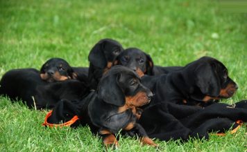 Polish Hunting Dog