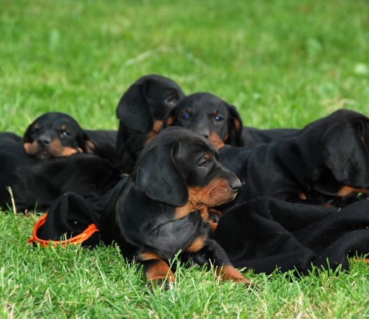 Polish Hunting Dog