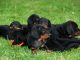 Polish Hunting Dog
