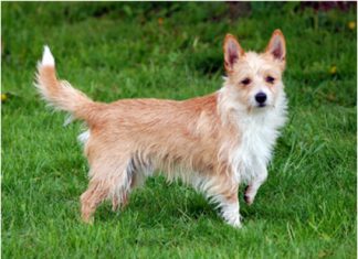 Portuguese Podengo Portuguese Podengo