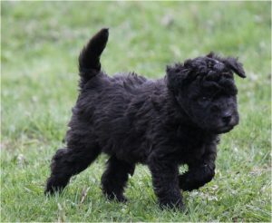 Pumi