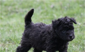Pumi