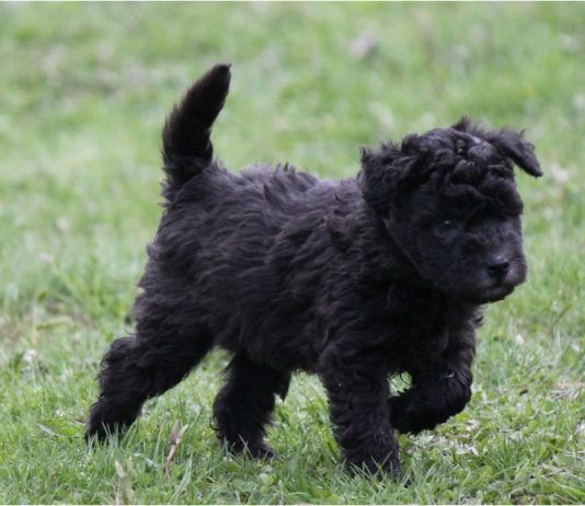 Pumi