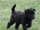 Pumi