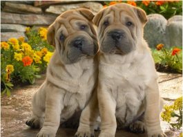 Shar Pei