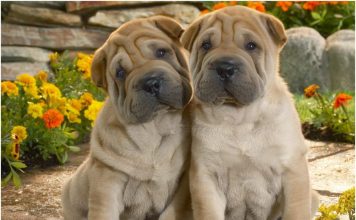 Shar Pei Shar Pei