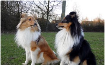Shetland Sheepdog