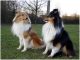 Shetland Sheepdog