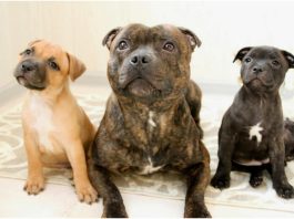 Staffordshire Bull Terrier