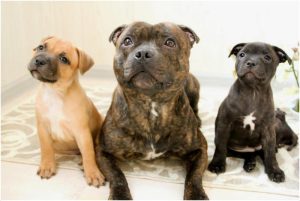 Staffordshire Bull Terrier
