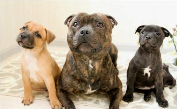 Staffordshire Bull Terrier