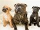 Staffordshire Bull Terrier