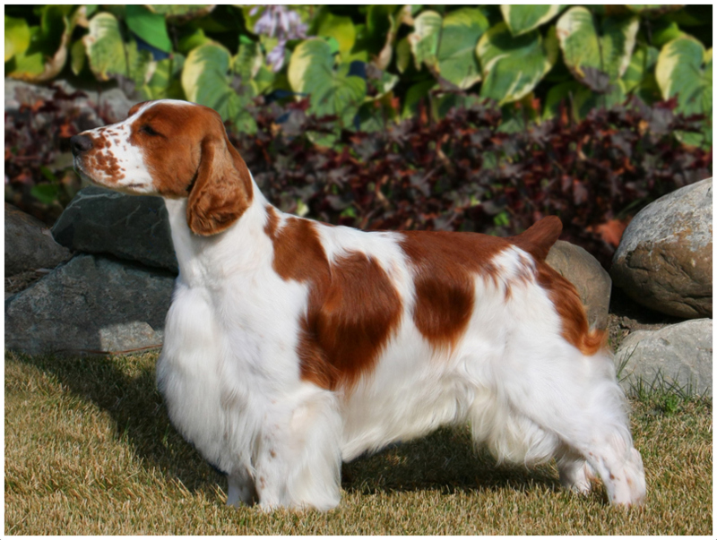 Welsh Springer Spaniel - Puppies, Rescue, Pictures ...