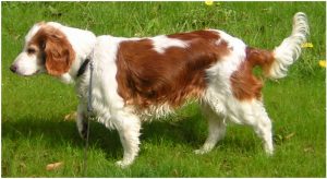 Welsh Springer Spaniel