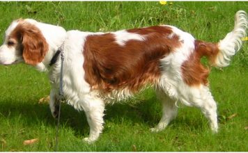 Welsh Springer Spaniel
