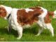 Welsh Springer Spaniel