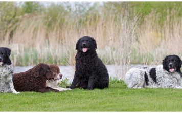 Wetterhoun Wetterhoun