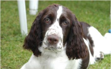 English Springer Spaniel English Springer Spaniel