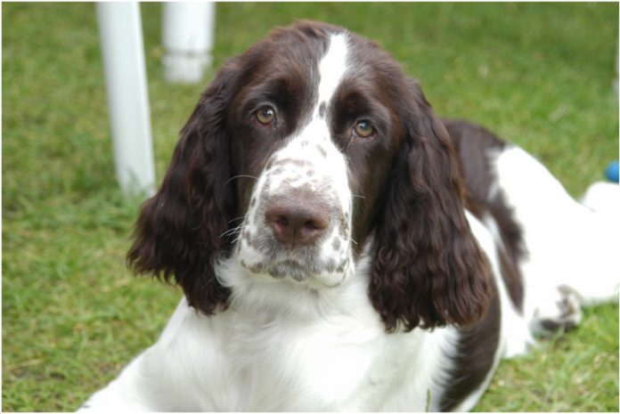 English Springer Spaniel English Springer Spaniel