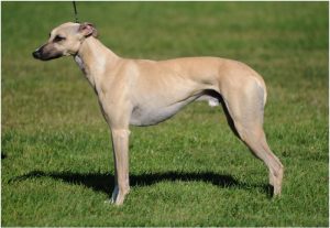 Whippet