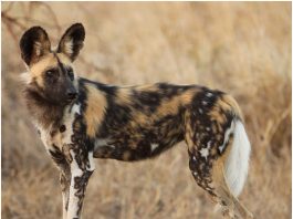 African Wild Dog