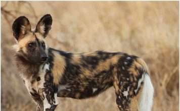 African Wild Dog African Wild Dog