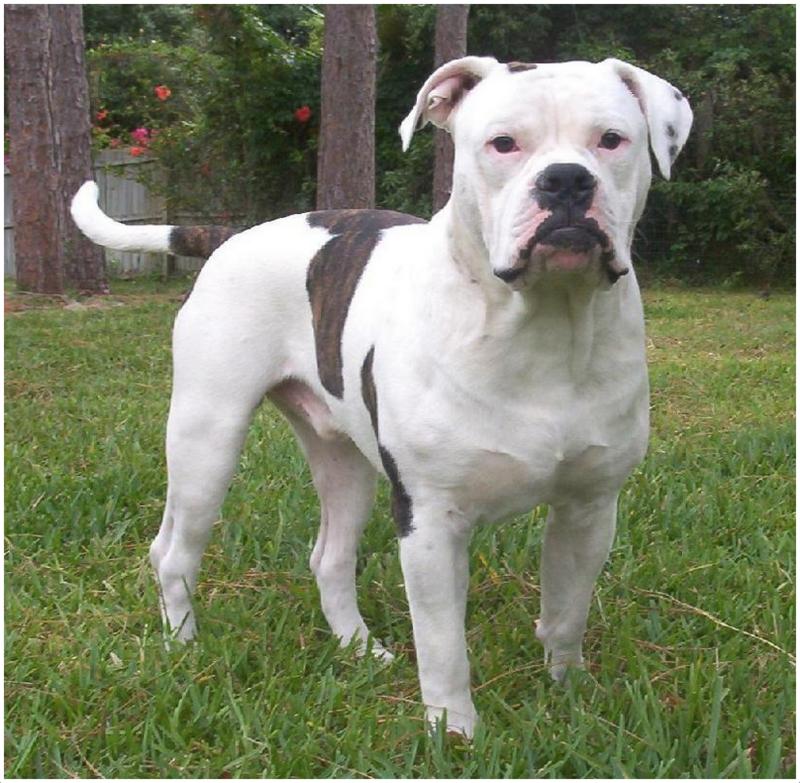 Alapaha Blue Blood Bulldog - Pictures, Rescue, Puppies ...