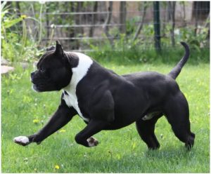 Alapaha Blue Blood Bulldog