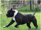 Alapaha Blue Blood Bulldog
