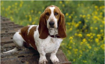 Basset Hound
