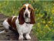 Basset Hound