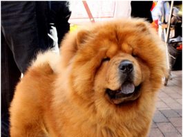 Chow Chow