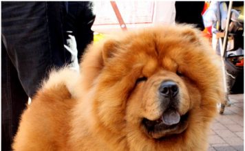 Chow Chow