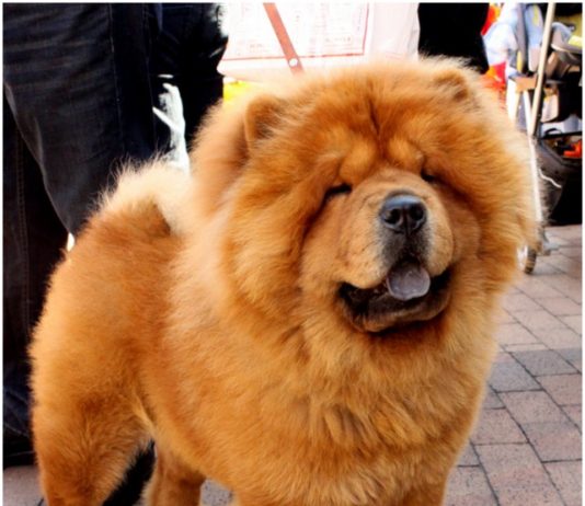 Chow Chow