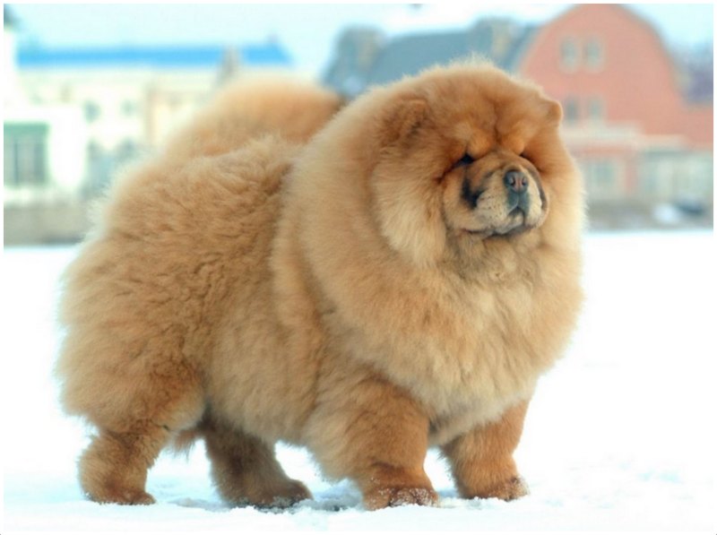 chow chow size and weight