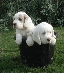 Clumber Spaniel