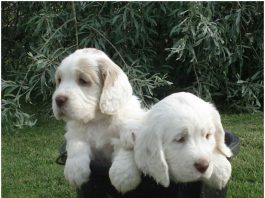 Clumber Spaniel