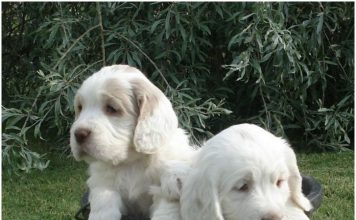Clumber Spaniel