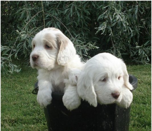 Clumber Spaniel