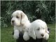 Clumber Spaniel