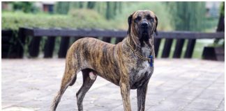 Fila Brasileiro