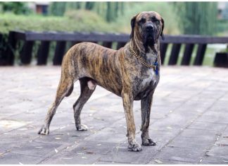 Fila Brasileiro